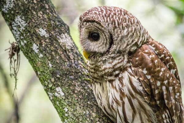 Le hibou a décidé de faire une sieste sur la chienne