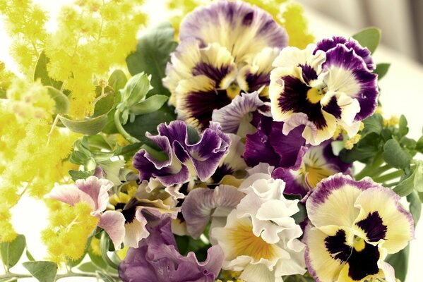 Lilac pansies with yellow petals