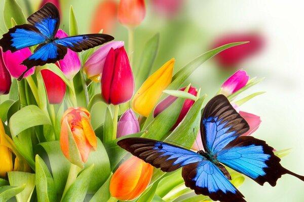 Синие бабочки на ярком фоне Тюльпанов