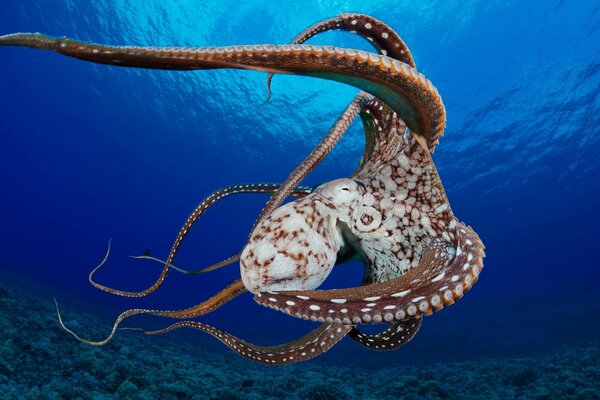 Pulpo con tentáculos largos en el agua azul