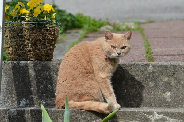 Rote Katze auf einer Stufe mit einem Blumenkorb