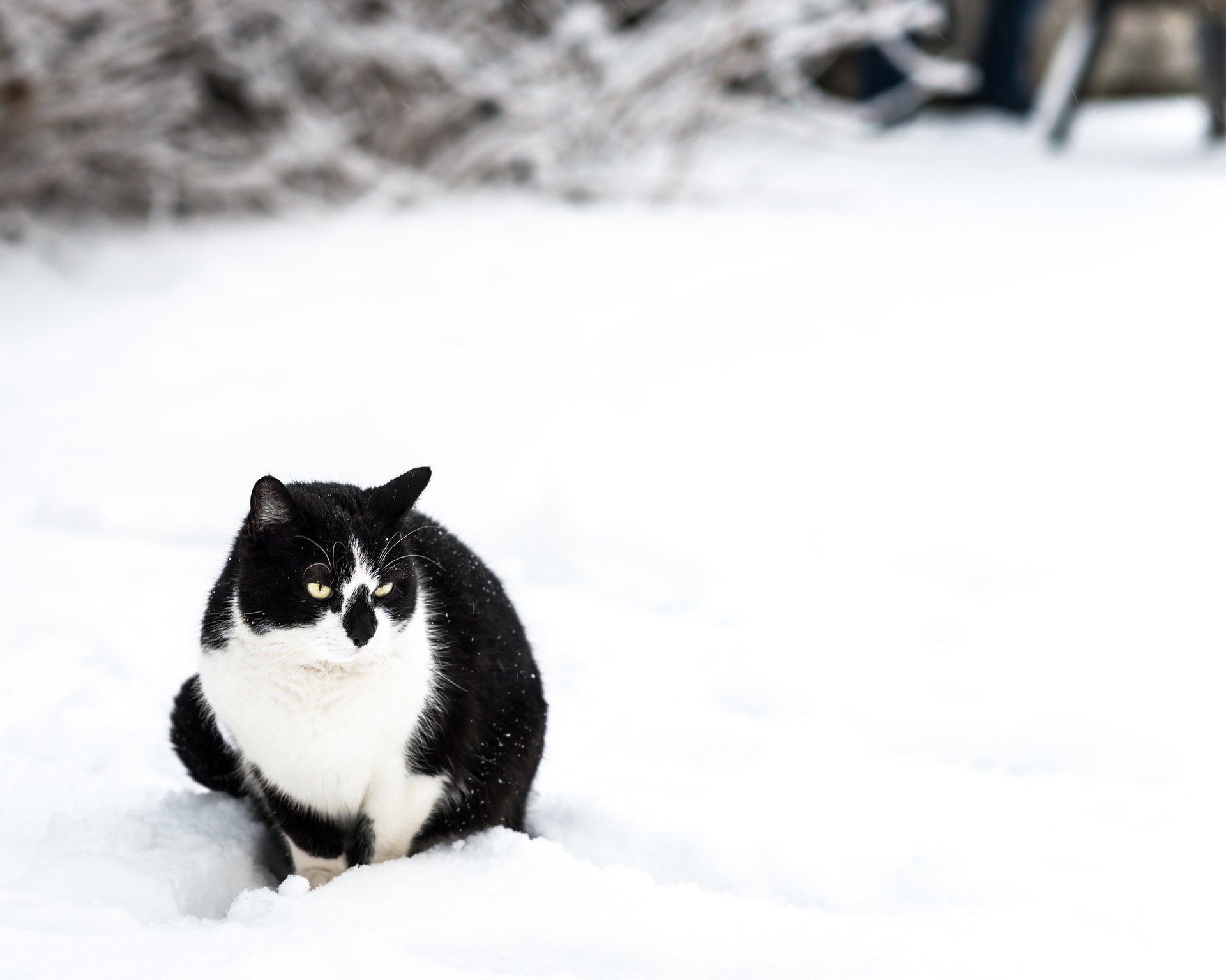 invierno negro nieve sentado gato blanco