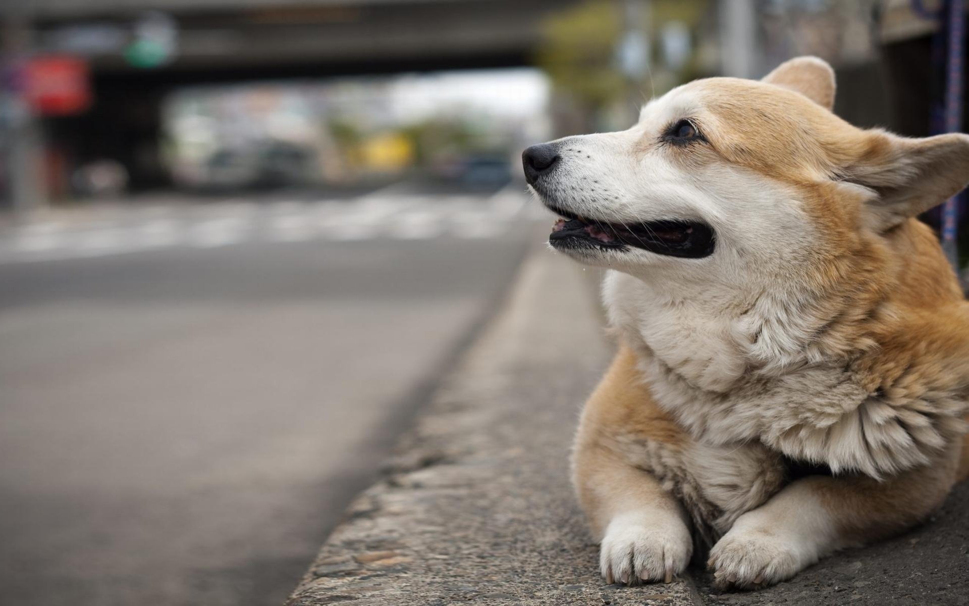 вельш корги пемброк улица pembroke собака фон welsh corgi