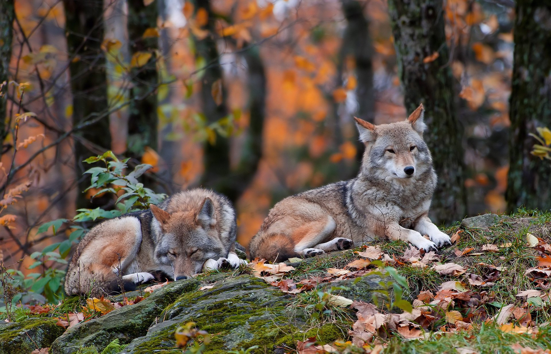 wald kojoten herbst gras liegen blätter steine zwei