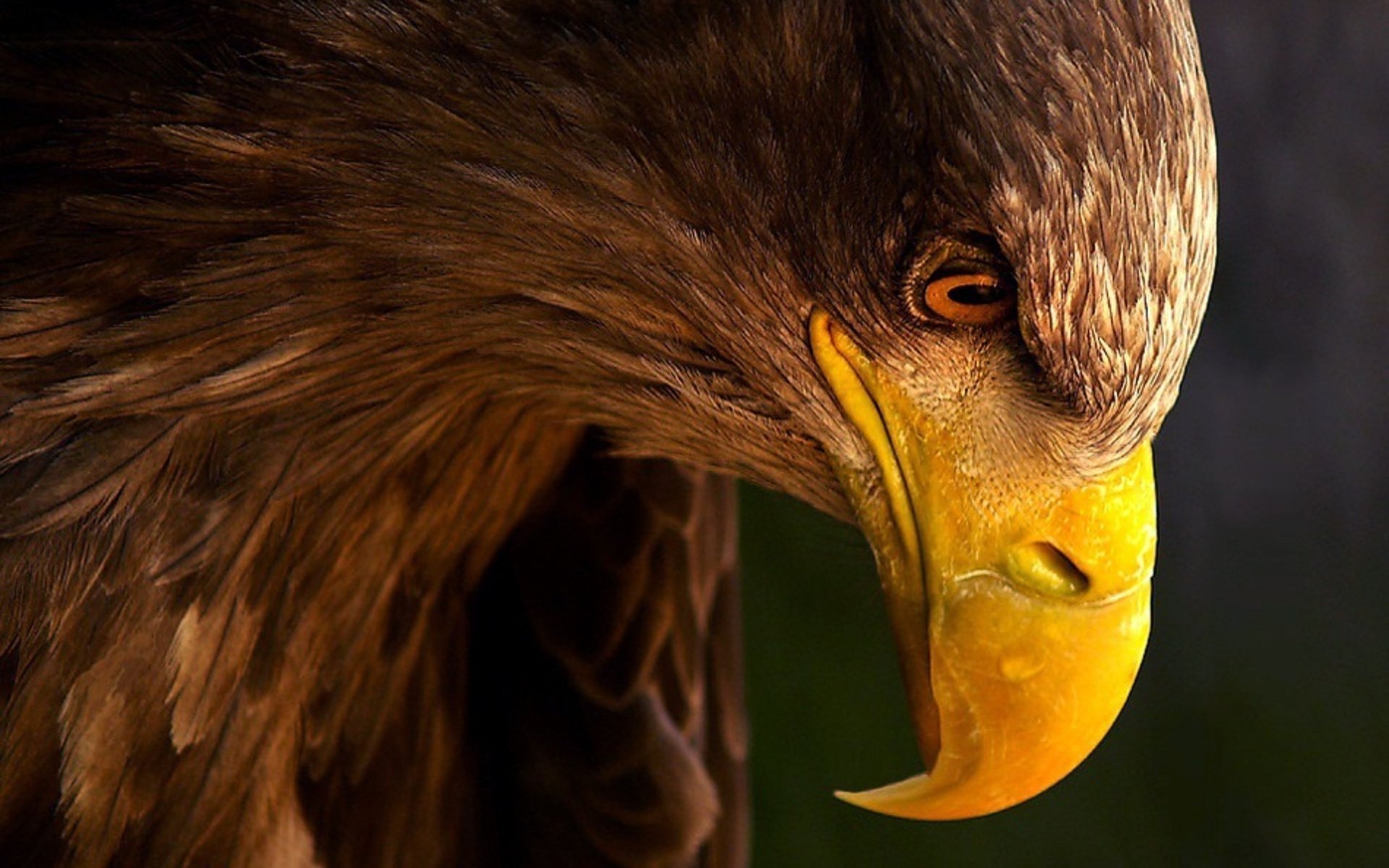 eagle look beak profile