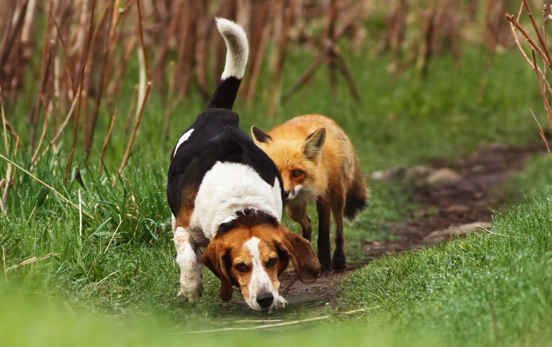 gras weg fuchs hund