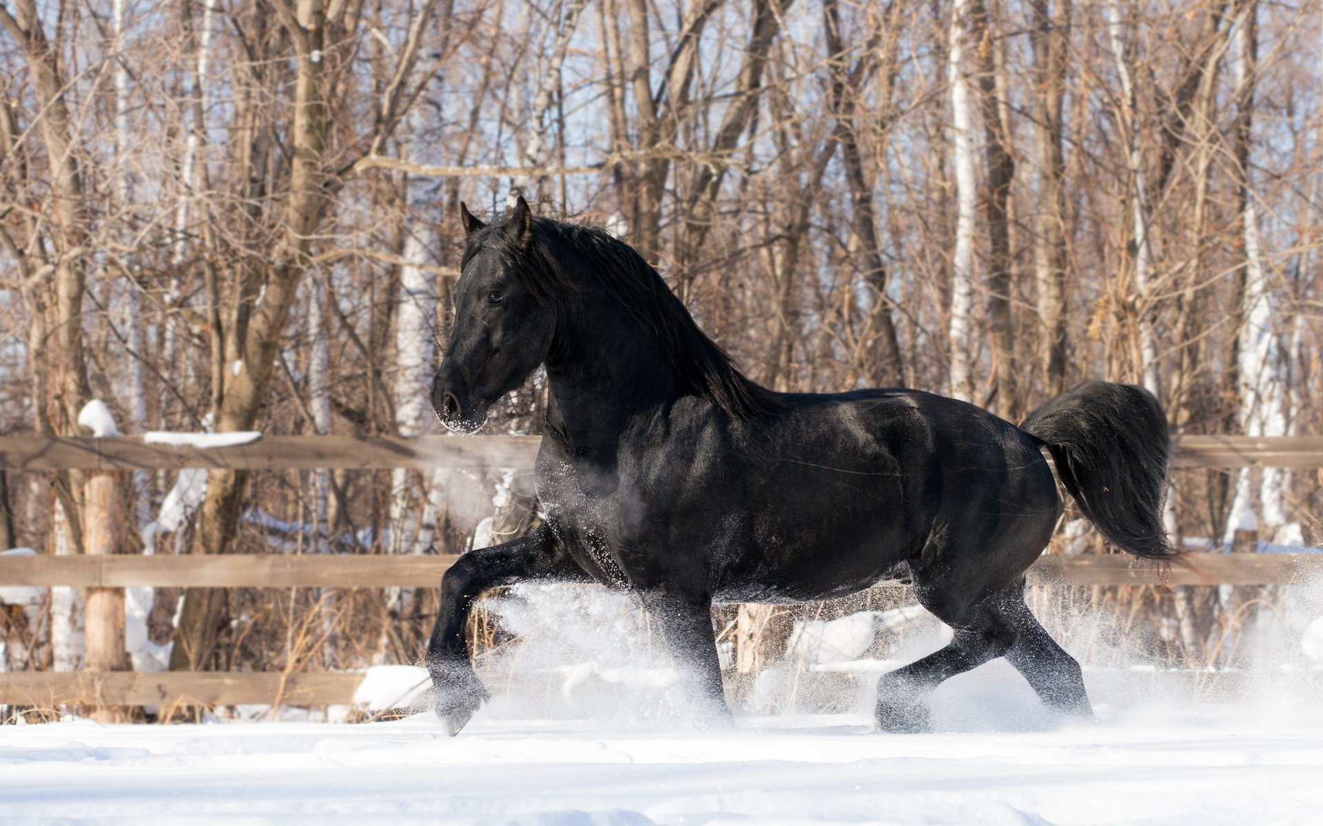 cheval hiver neige