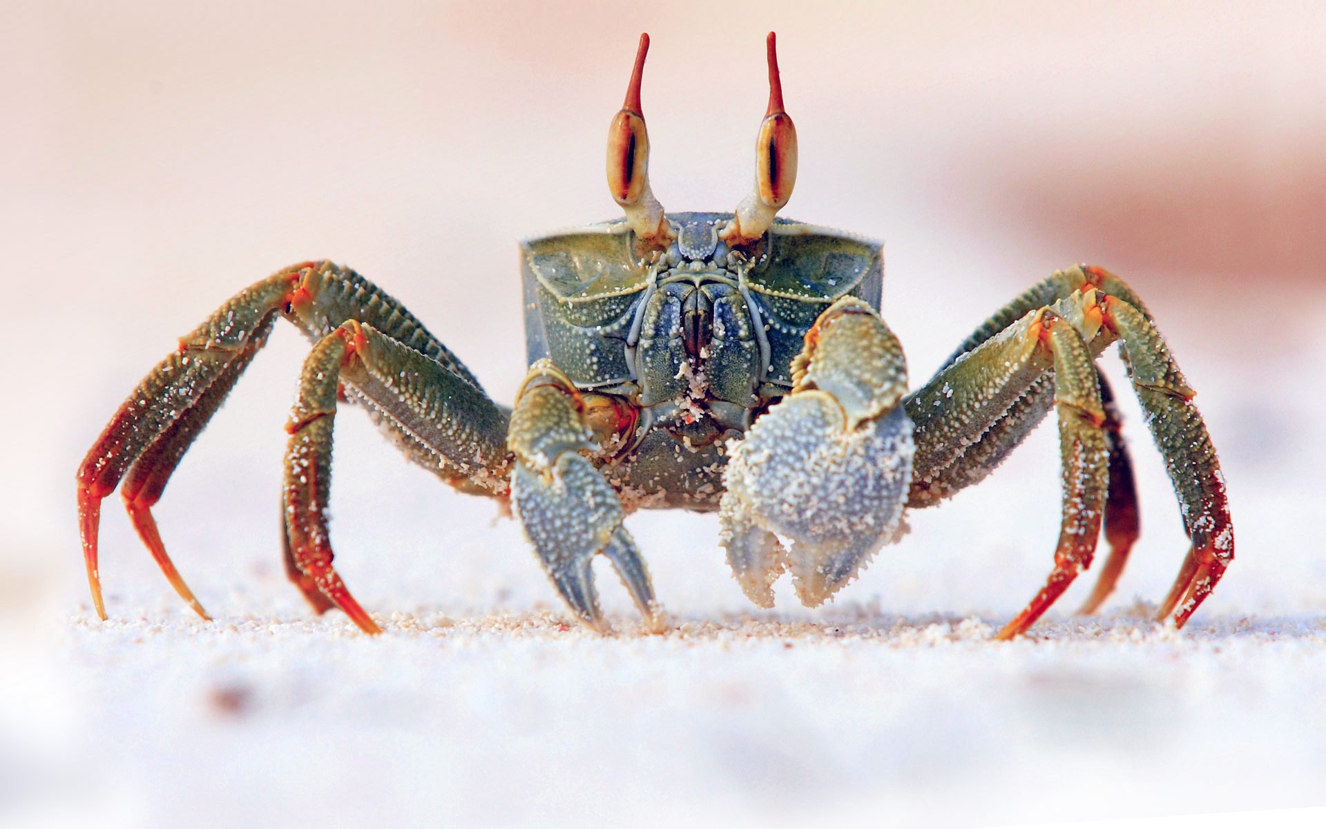 armure crabe océan mer yeux griffe sable