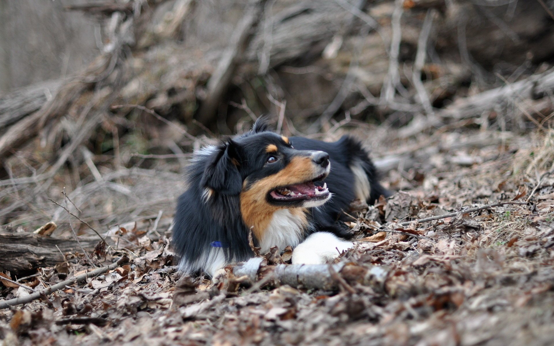 cane amico natura