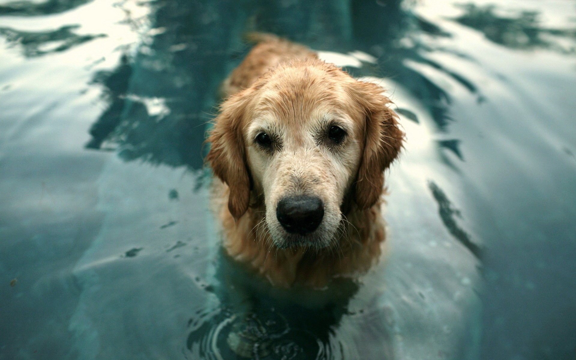 cane acqua amico sguardo