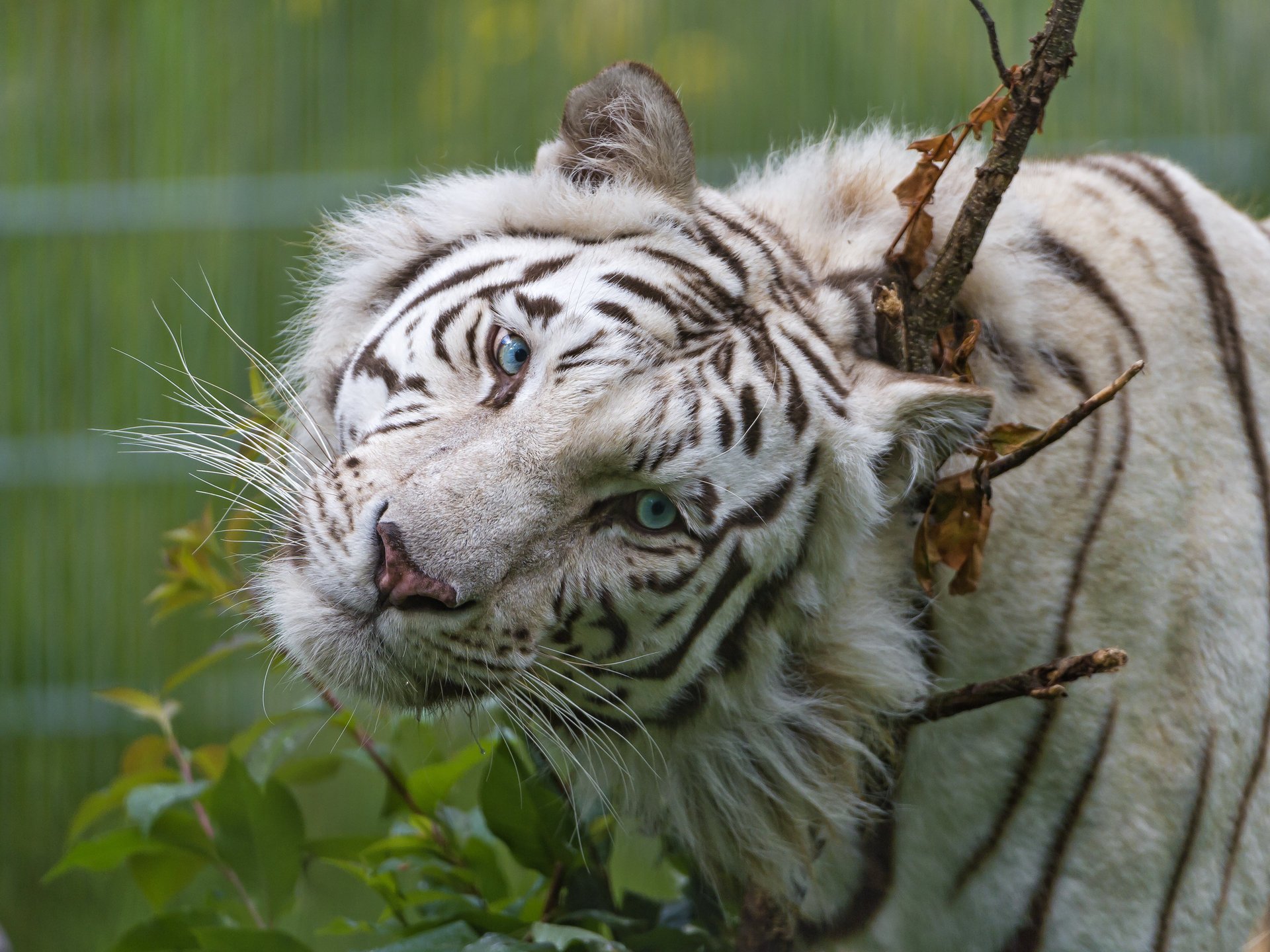 white tiger blue eyes face look cat