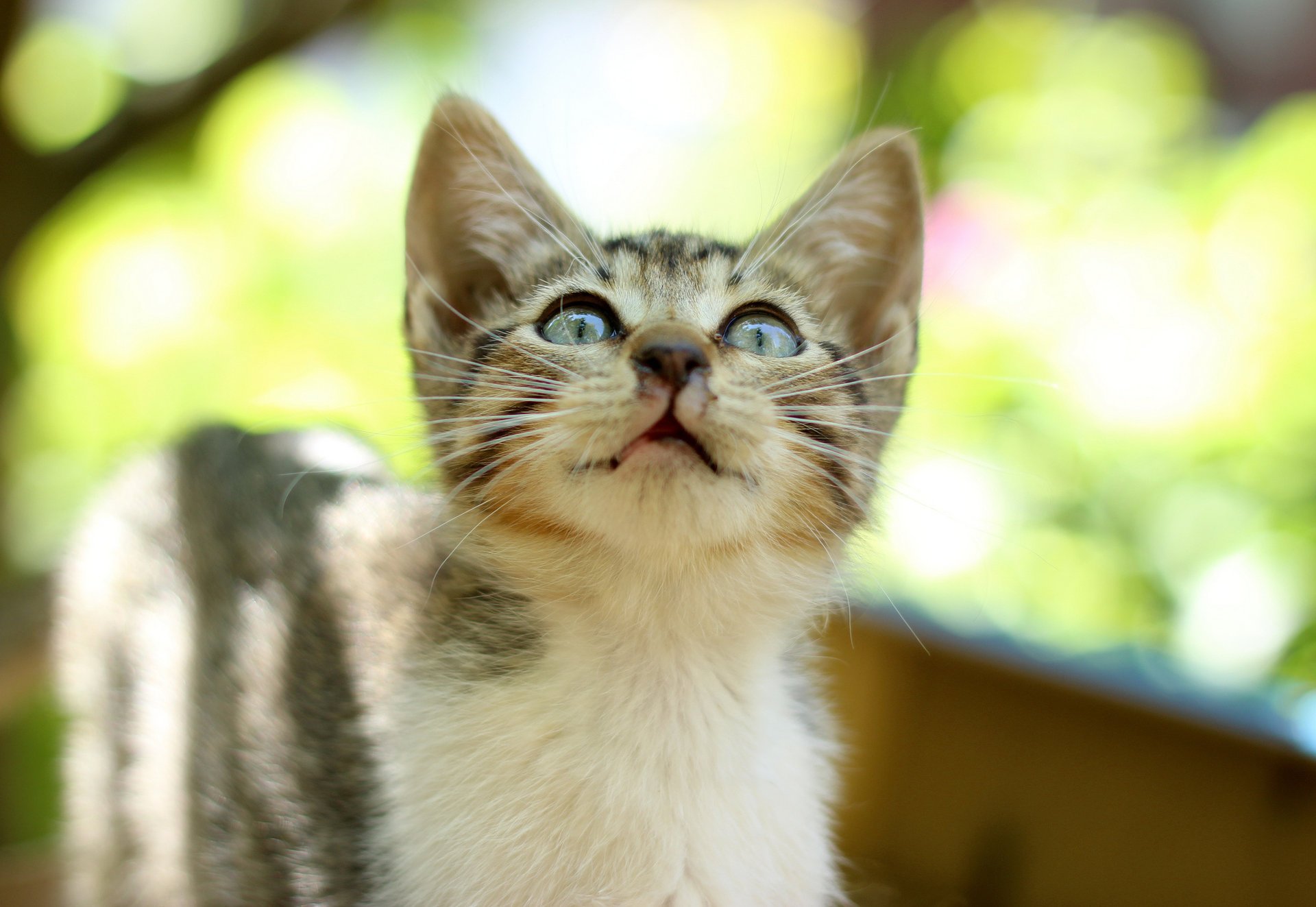 chaton éblouissement vue rayé fond