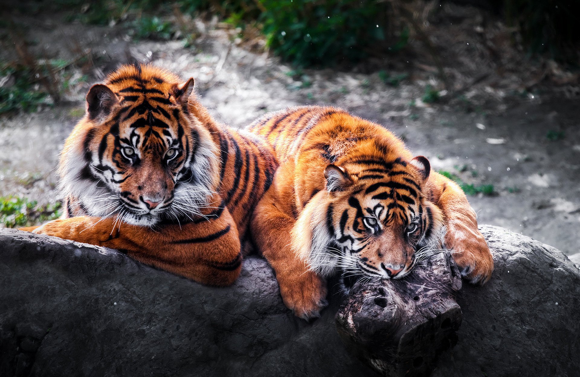 tiger wildkatzen raubtiere paar stein