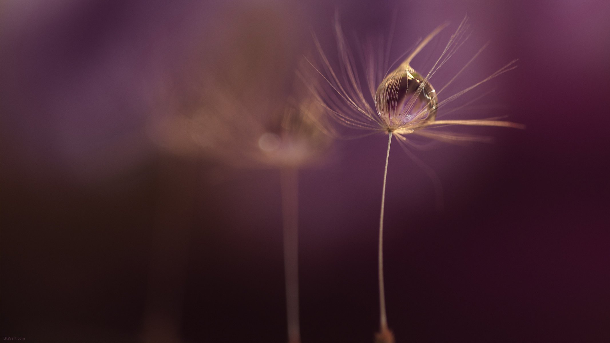 tropfen widescreen macro makro tropfen tapete hintergrund