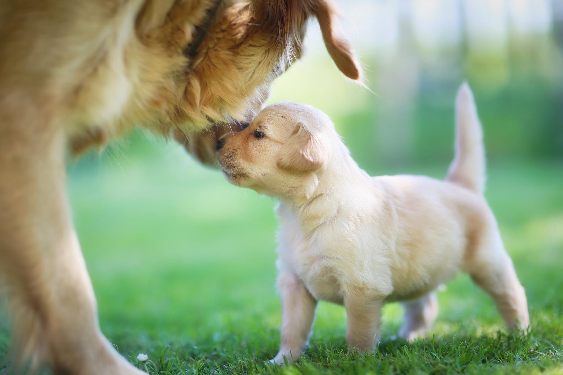 golden retriever cachorro mamá