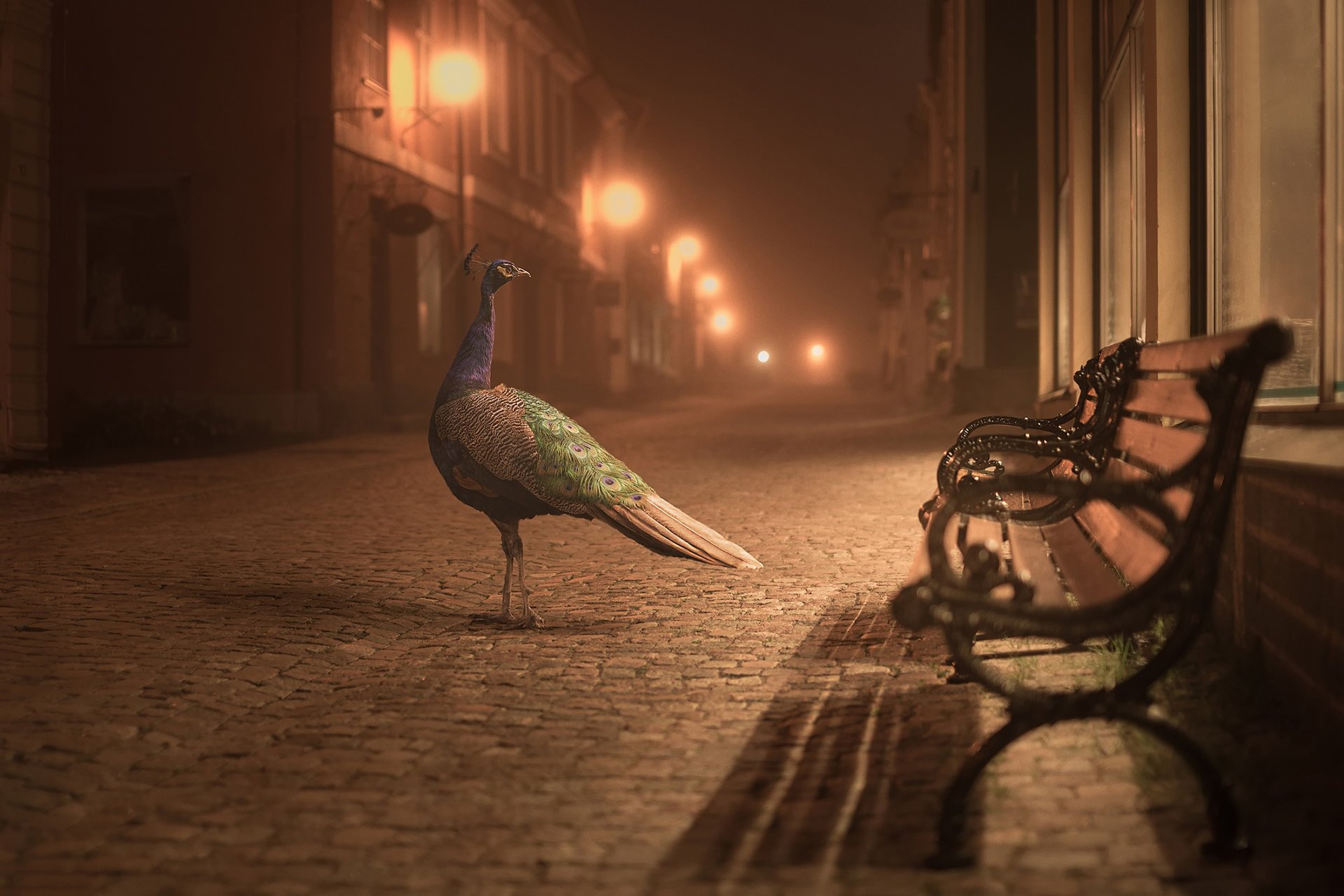 pavo real calle luces