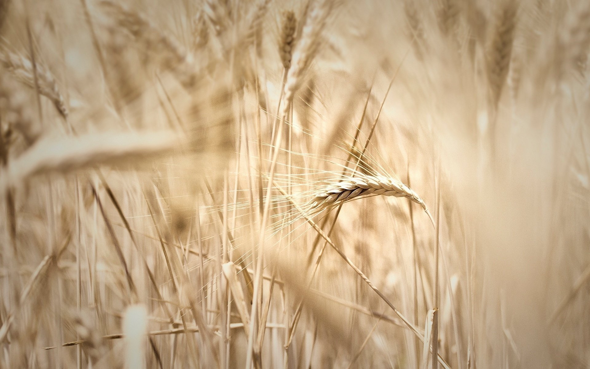 macro segale spighette grano spighette campo spighetta