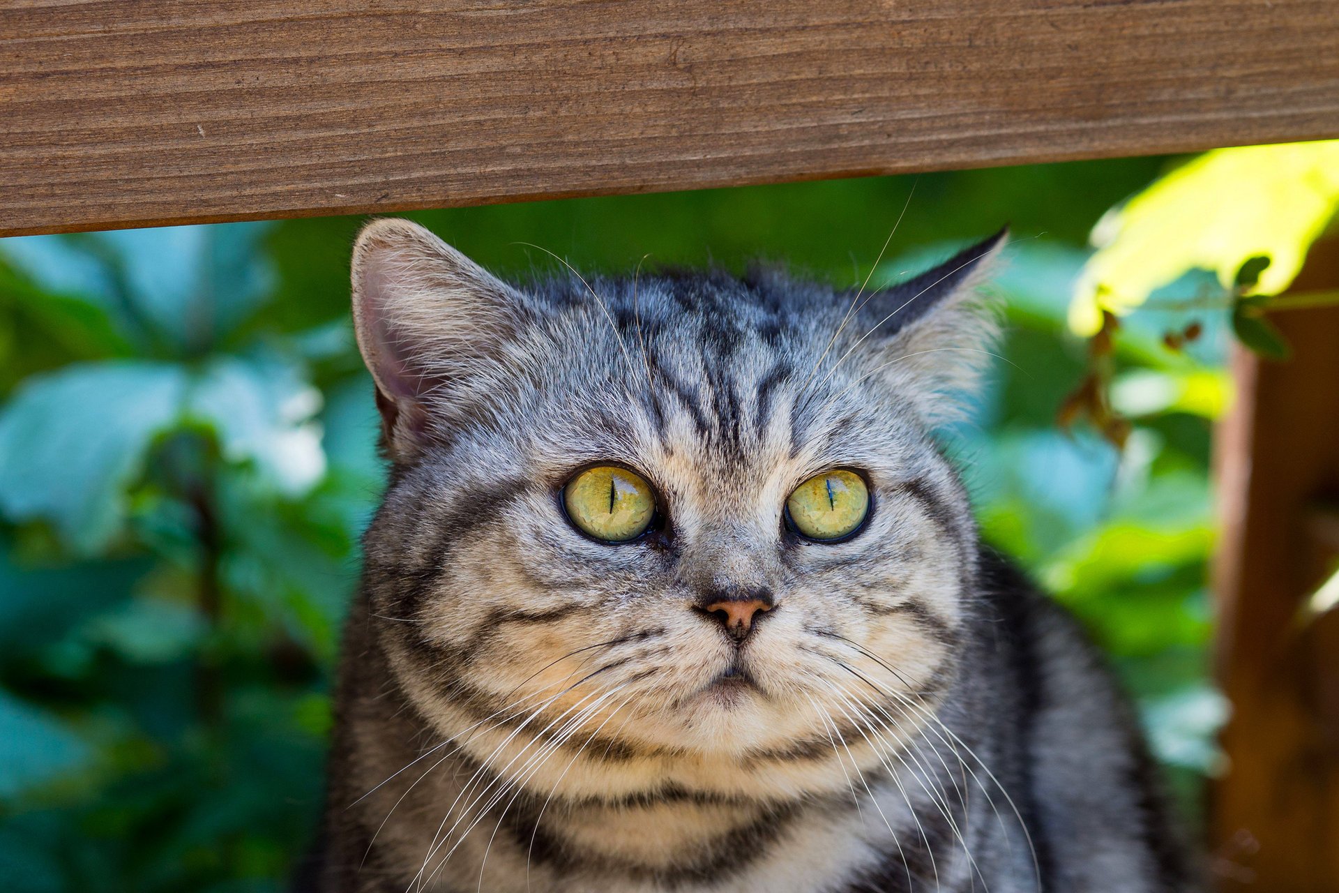 chat rayé yeux vert museau chat moustache gris