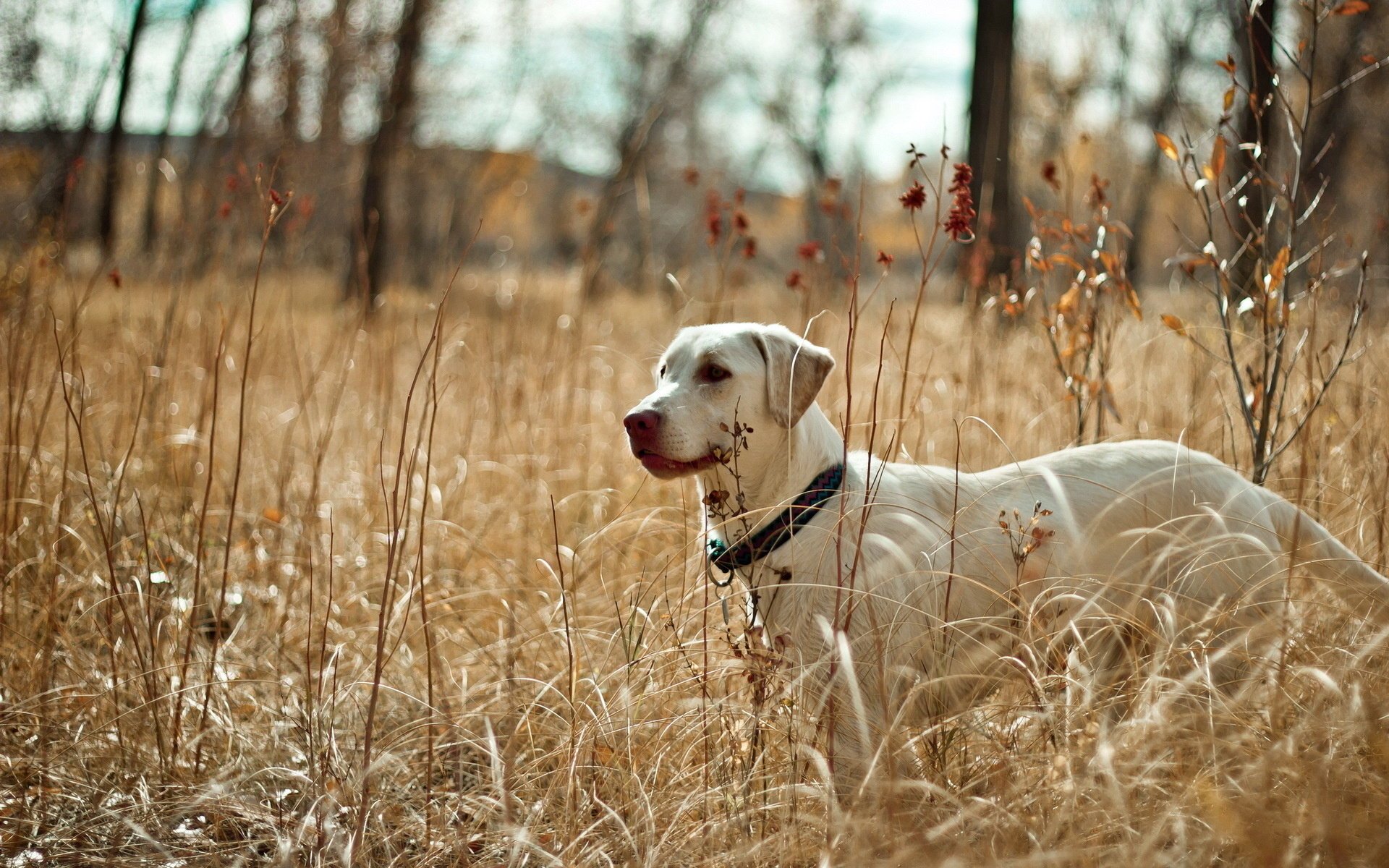 cane natura campo