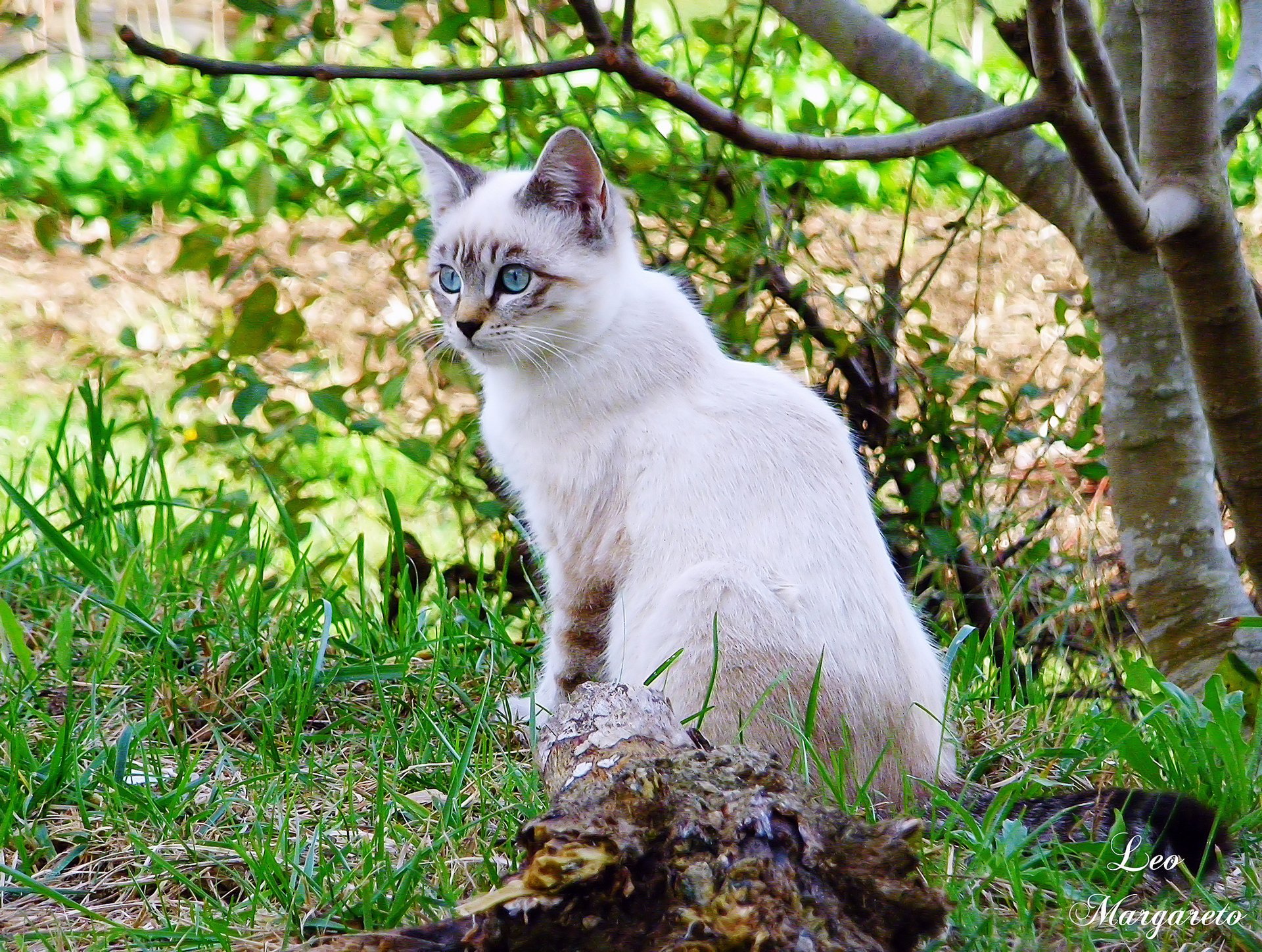 leo margareto tree cat white branches gra