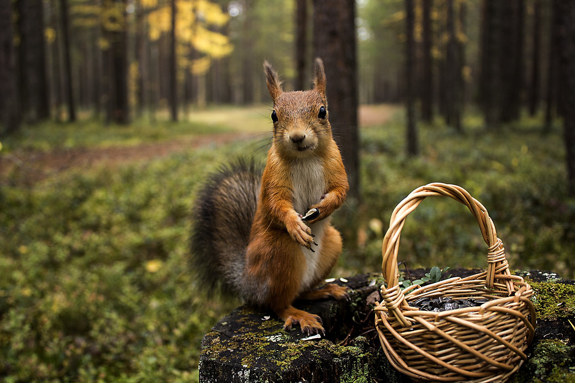 forêt souche panier animaux écureuil écureuil nature