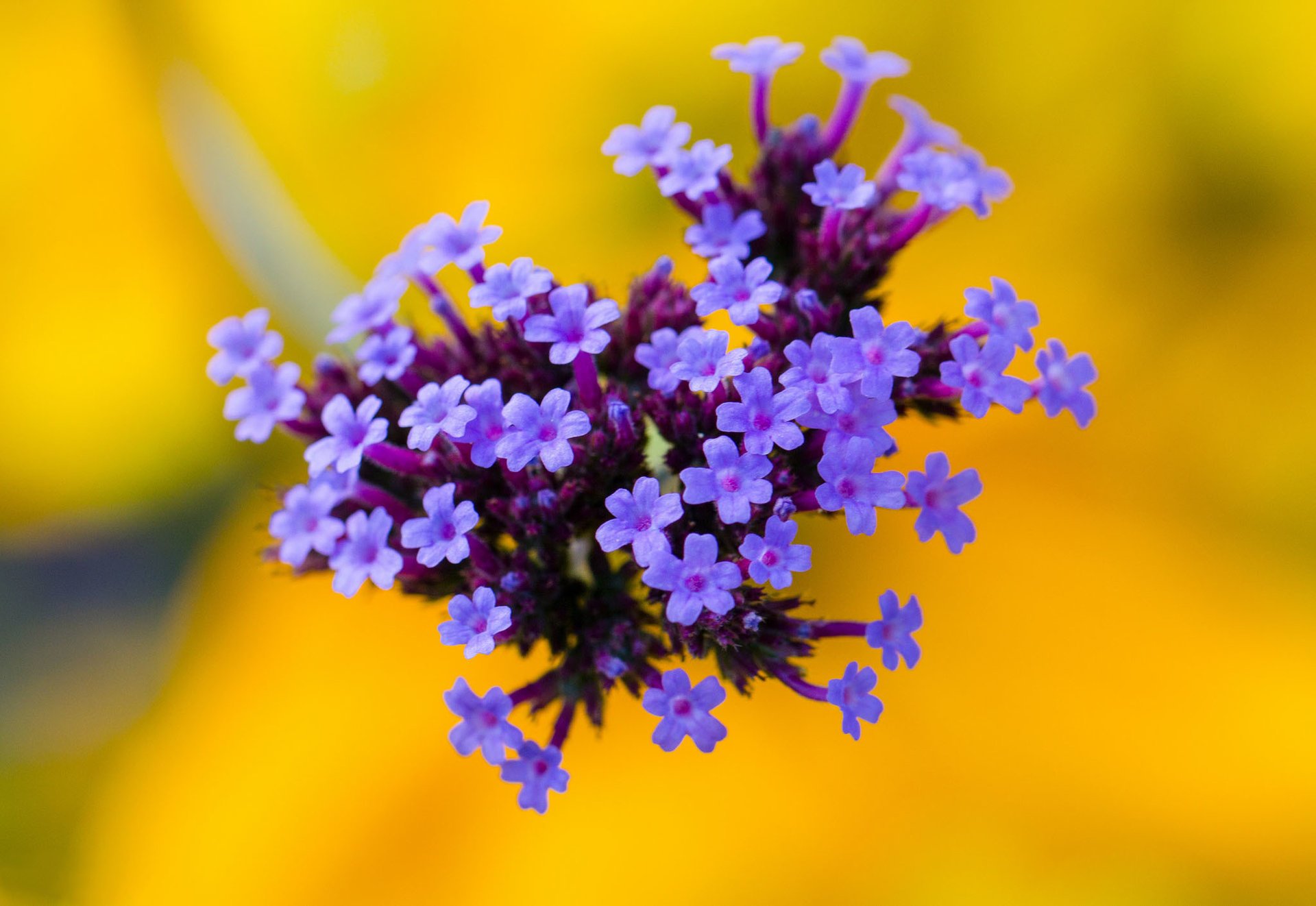 yellow background lilac flowers inflorescence