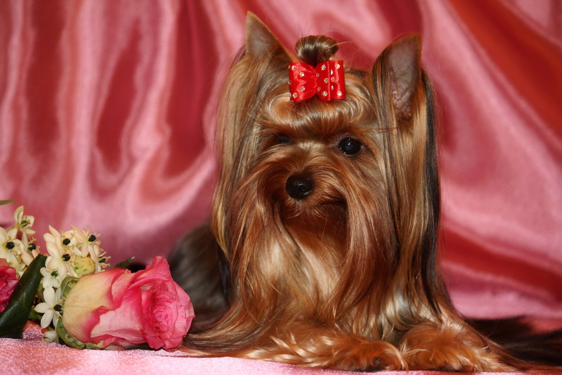 yorkshire terrier hund tiere foto rose