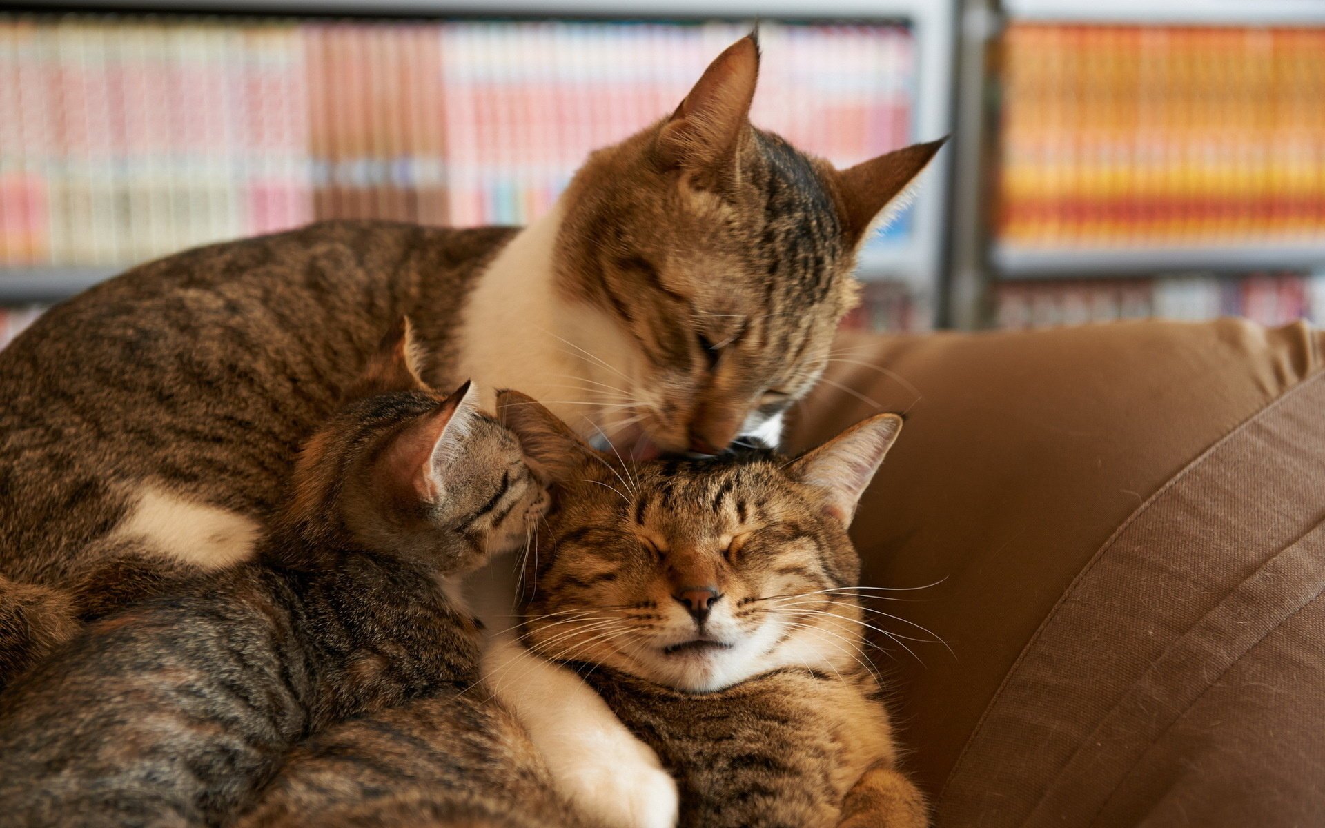 gemütlichkeit haus katzen