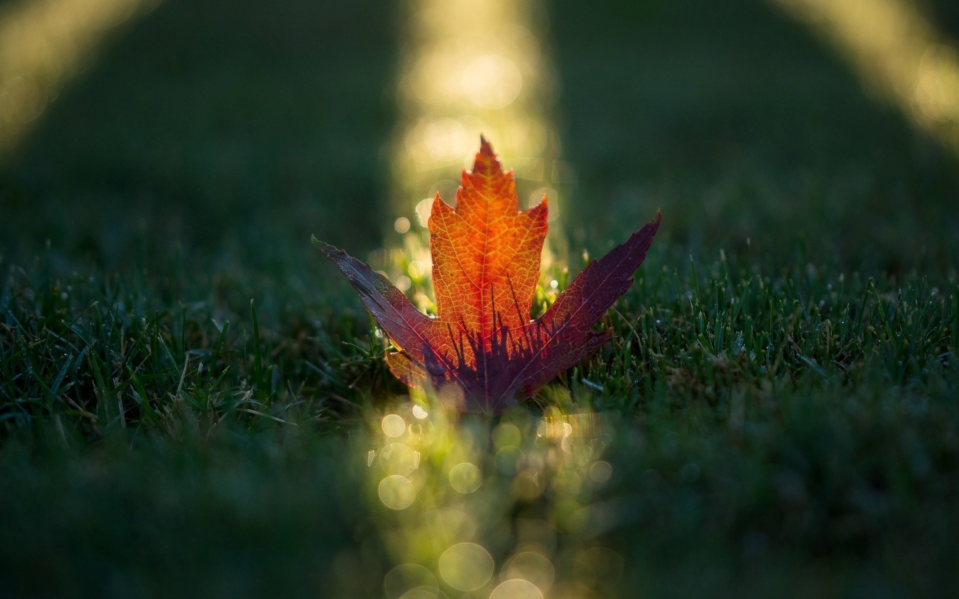 macro grass leaves orange leaf leave