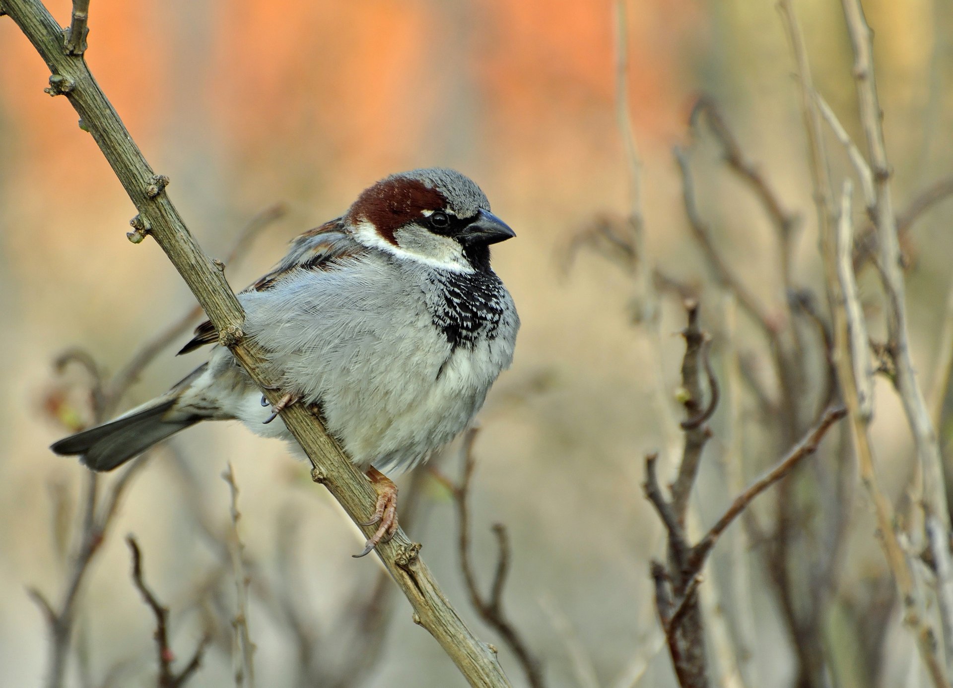 ramas pájaro gorrión