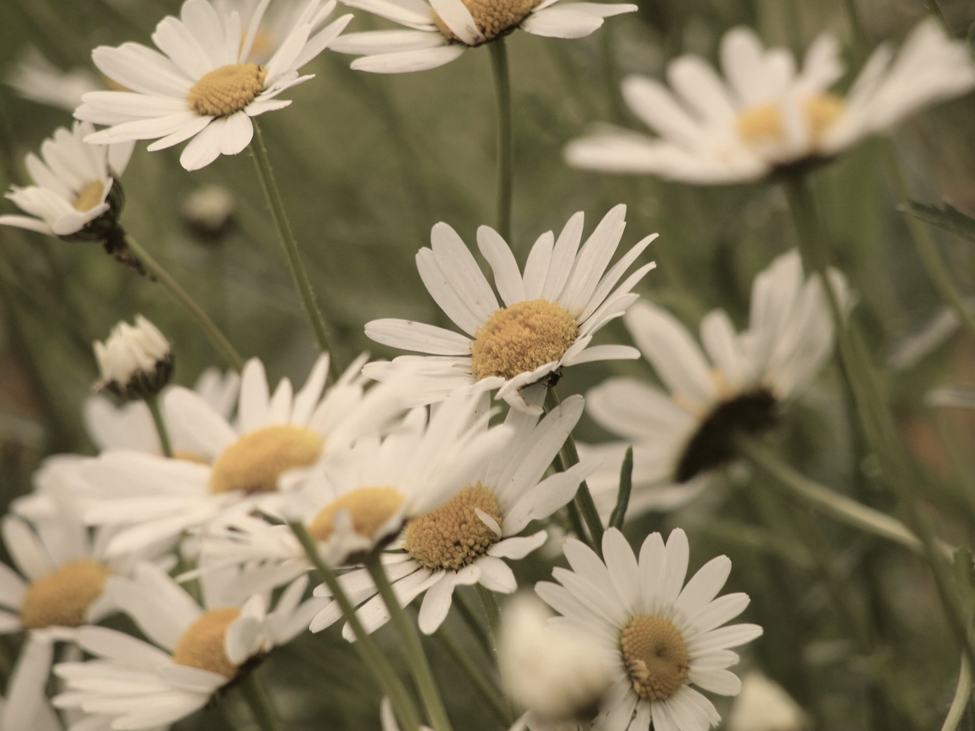 vert pétales fond blanc jaune fleurs fleurs