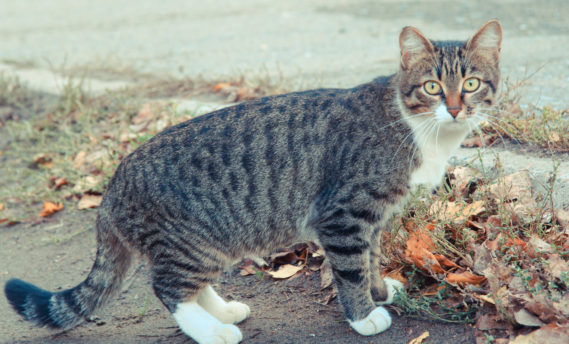 кот cat коте осень кошка глаза