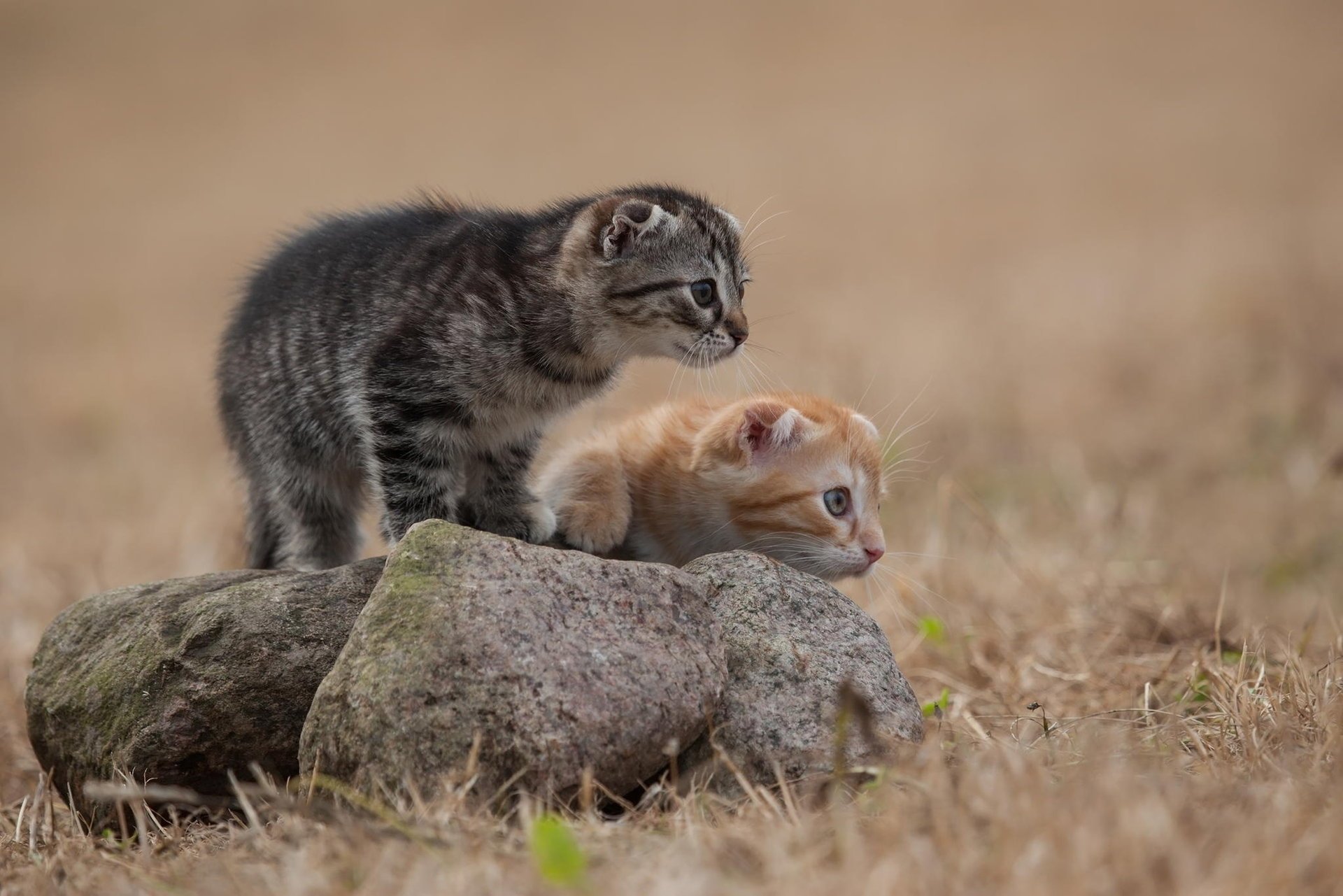 chatons chats rouge gris pierre herbe laine