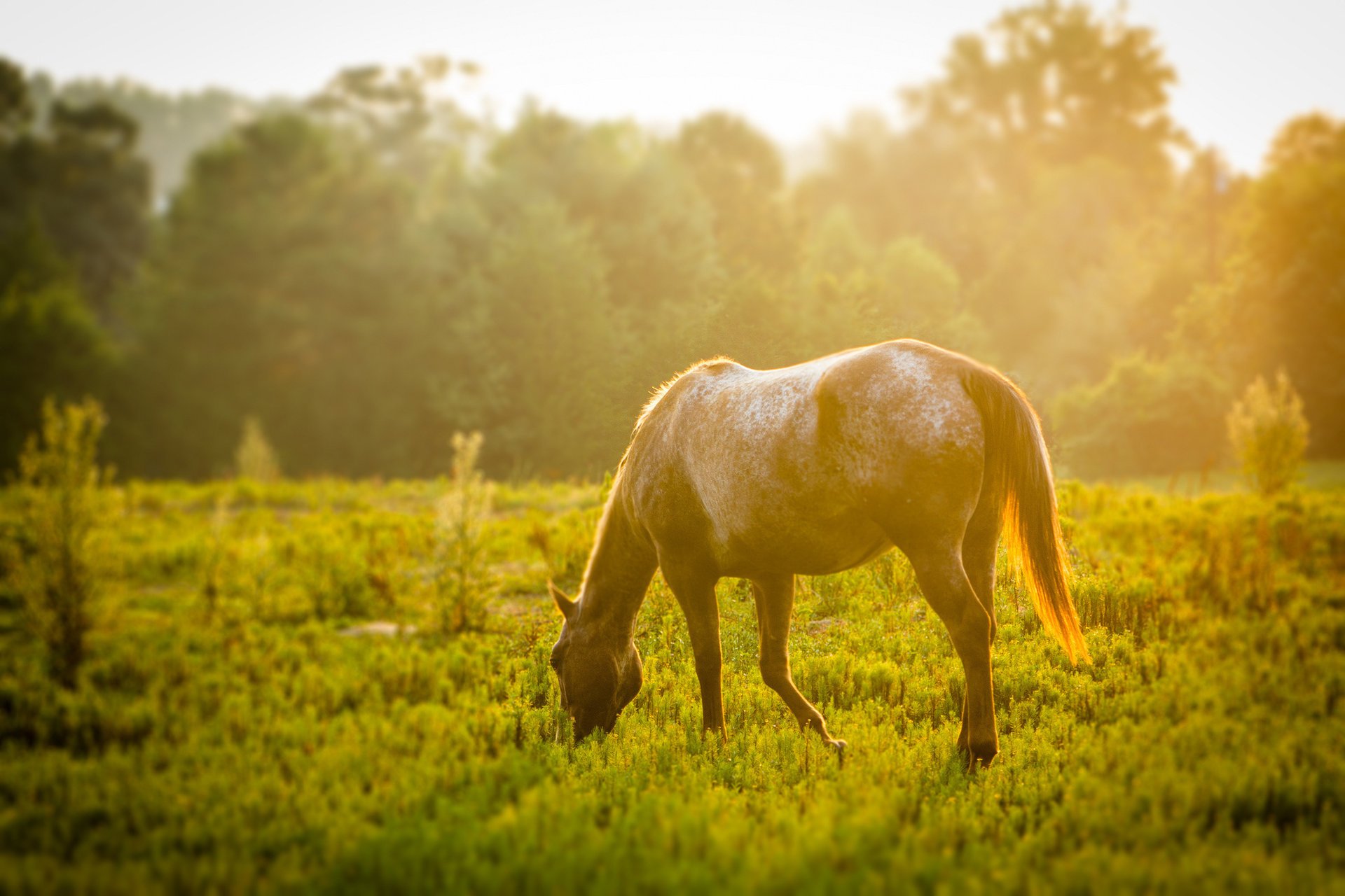 tiere wiese grün gras pferd pferd sonne