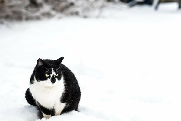 A black and white cat sits on the snow in winter