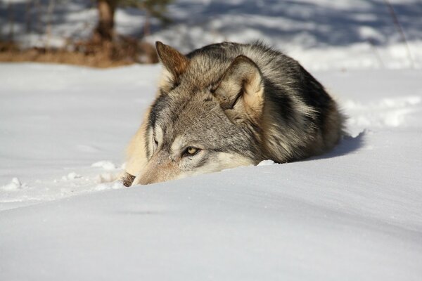 A wolf basks in the winter sun