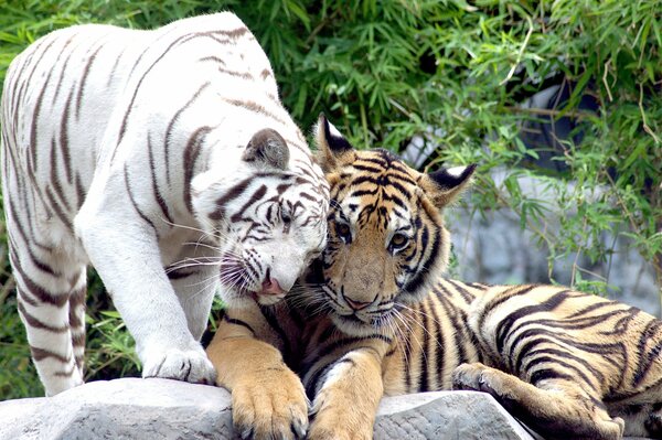 An albino tiger cuddles up to another tiger