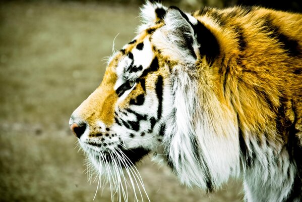 A furry striped tiger is looking out for prey