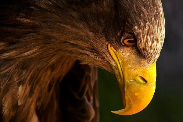 Pico de águila de perfil sobre fondo oscuro