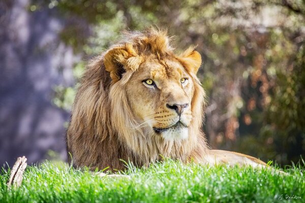 Bel leone che guarda in lontananza