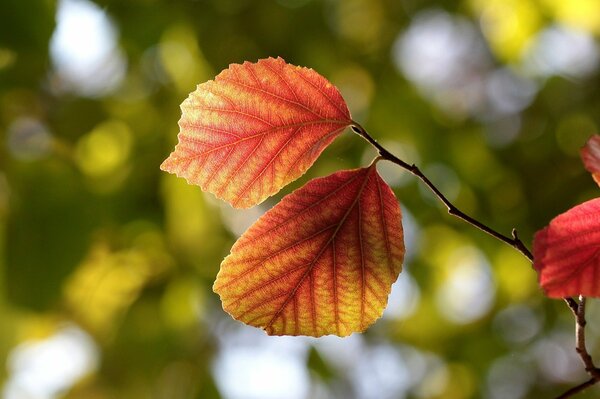 Vetas de hojas de otoño en una rama de árbol de otoño
