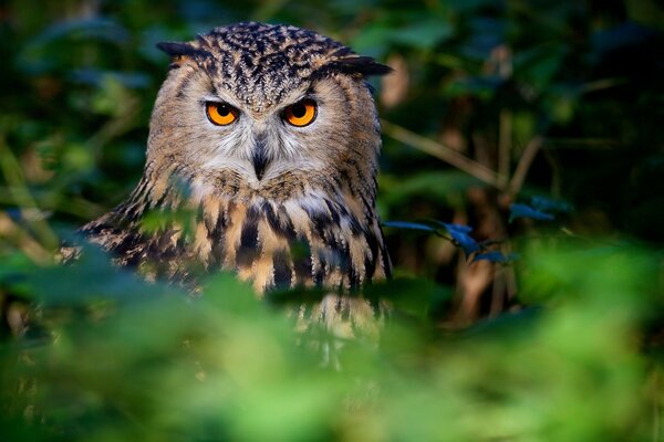 A mottled owl with a serious expressive look against the background of nature