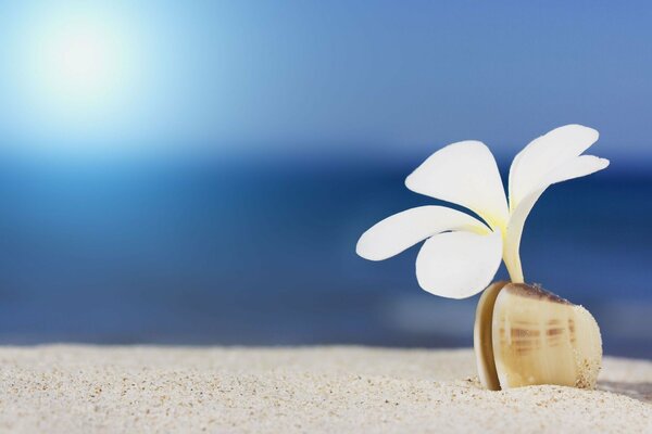 Fleur de plumeria blanc en coquillage sur la plage