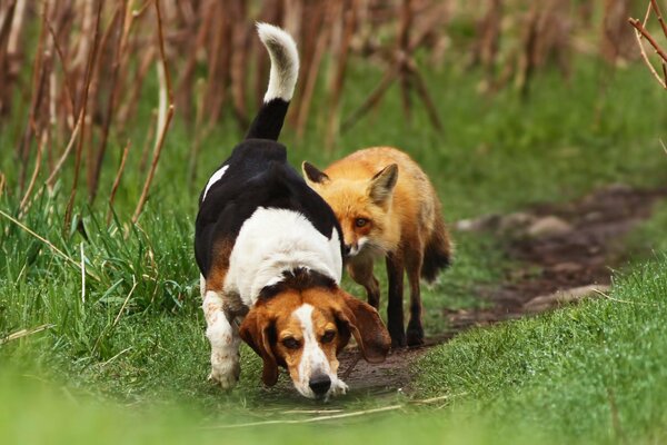 Meeting of a fox and a dog on the path