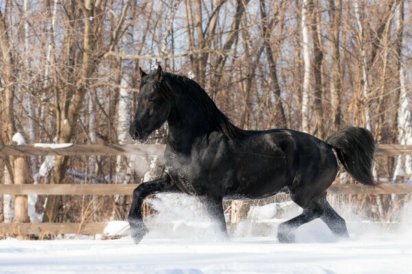 A black horse runs through the snow