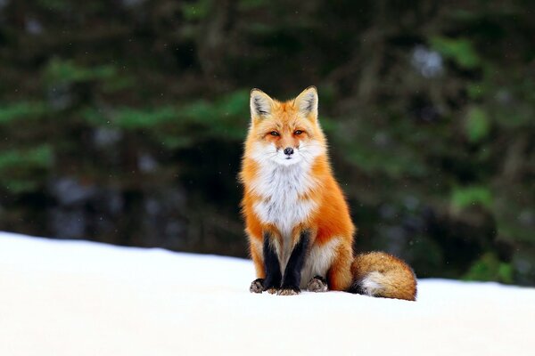 A fox with a fluffy tail in the winter forest