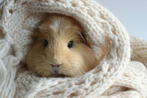 Cavia in una sciarpa bianca lavorata a maglia