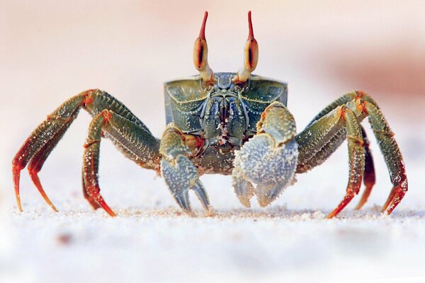 Crab with amazing eyes on the sand