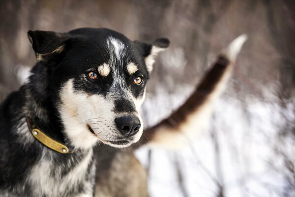 Hund mit freundlichem Blick auf Winterhintergrund