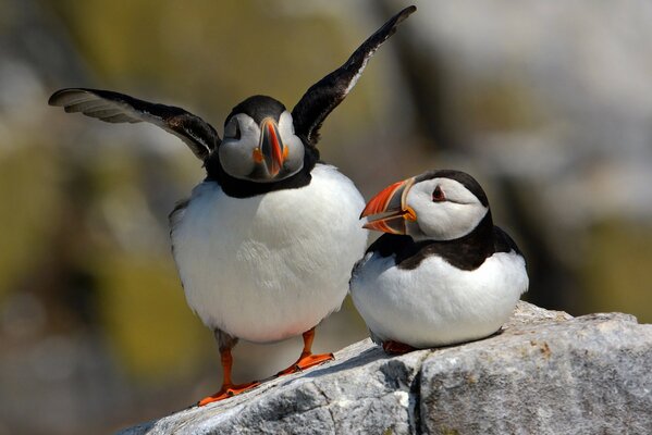 Pájaros extraños se posan en una piedra